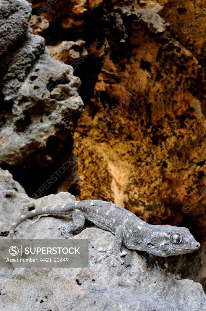 Socotra Giant Gecko (Haemodracon riebeckii) adult, on rocks at cave entrance, Socotra, Yemen