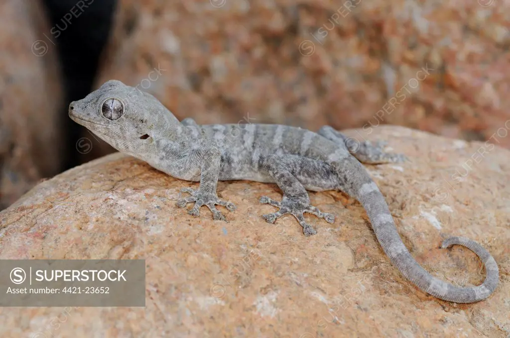 Socotra Giant Gecko (Haemodracon riebeckii) adult, resting on rock, Socotra, Yemen, march
