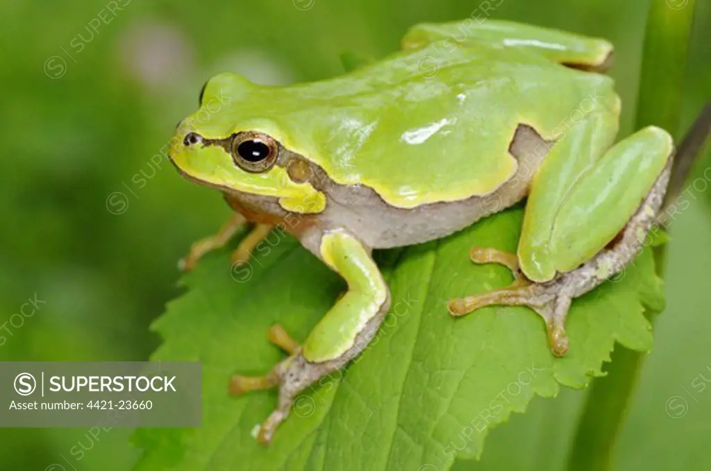 Italian Treefrog (Hyla intermedia) adult, sitting on leaf, Italy
