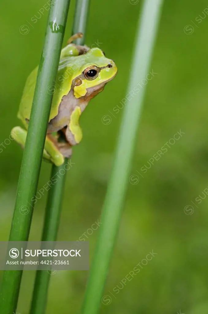 Italian Treefrog (Hyla intermedia) adult, clinging to stem, Italy, june