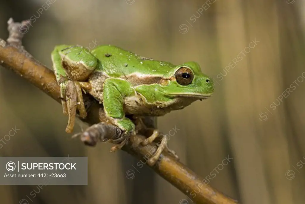 Italian Treefrog (Hyla intermedia) adult, clinging to twig, Riserva Naturale della Foce dell'Isonzo, Friuli-Venezia Giulia, Italy, march
