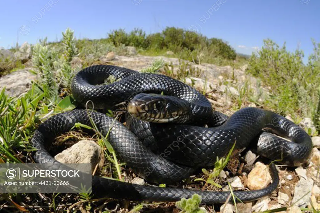 Western Whipsnake (Hierophis viridiflavus) melanistic form, adult, coiled in habitat, Sicily, Italy