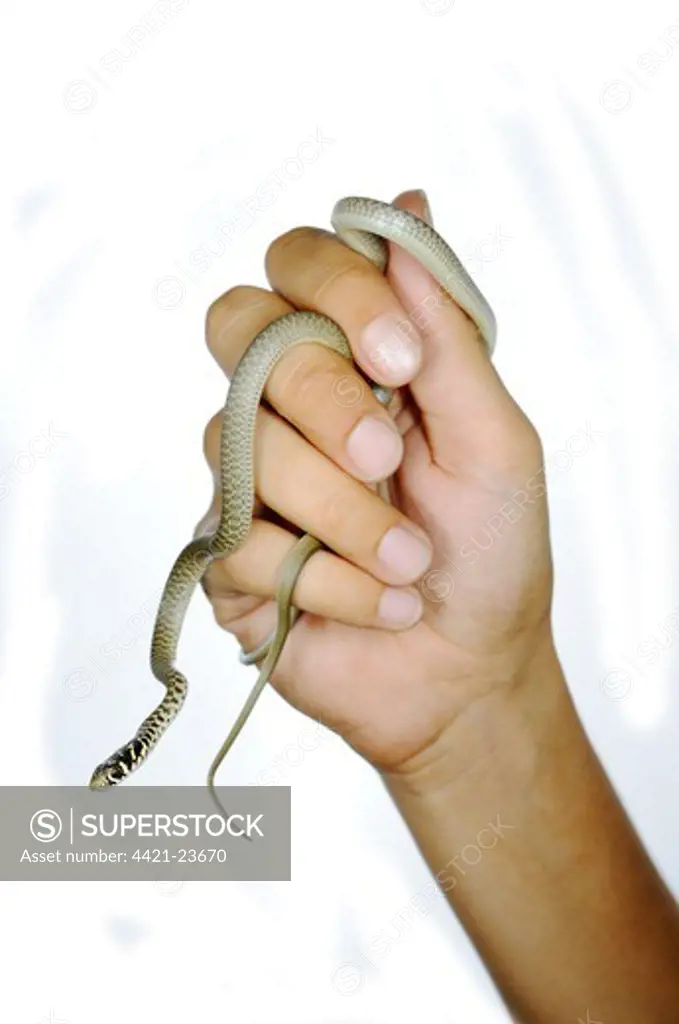 Western Whipsnake (Hierophis viridiflavus) young, being held in hand, Italy