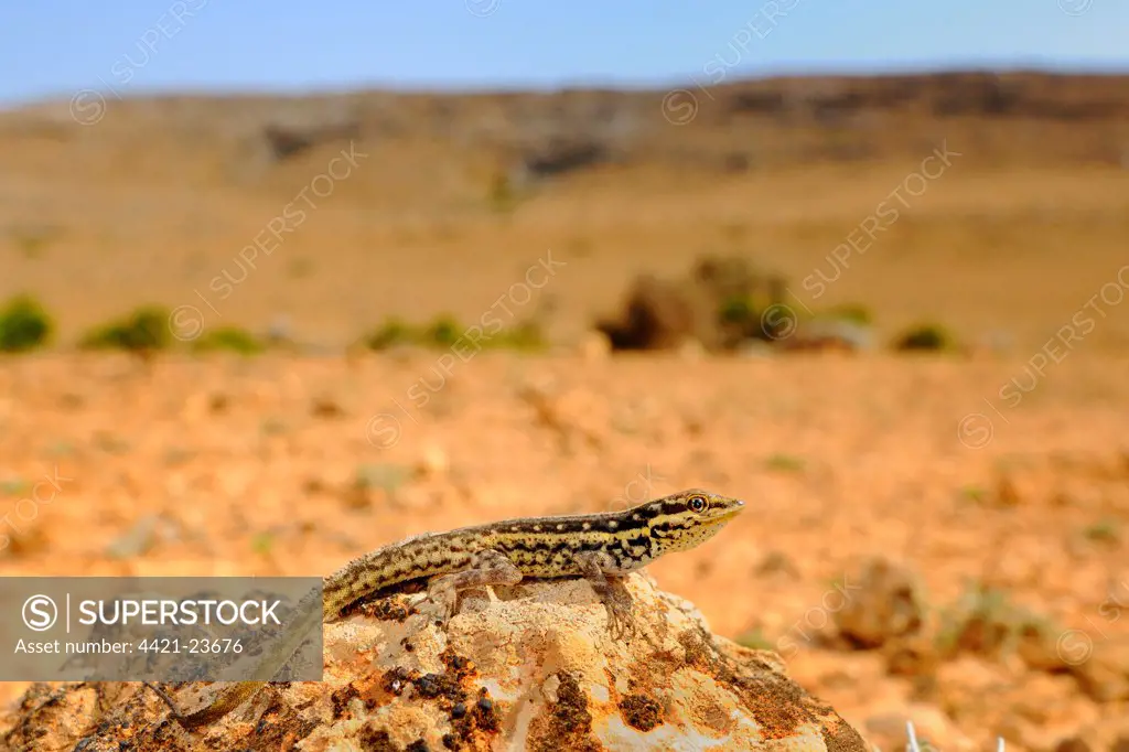 Socotra Rock Gecko (Pristurus sokotranus) adult, resting on rock in desert habitat, Socotra, Yemen, march