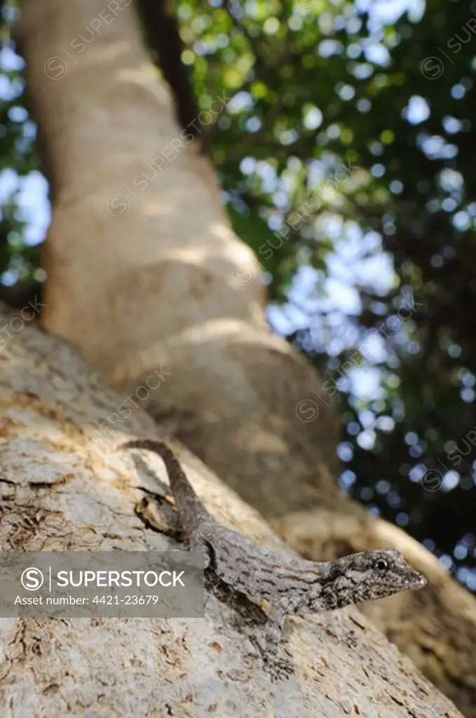 Guichard's Rock Gecko (Pristurus guichardi) adult, basking on tree branch, Socotra, Yemen