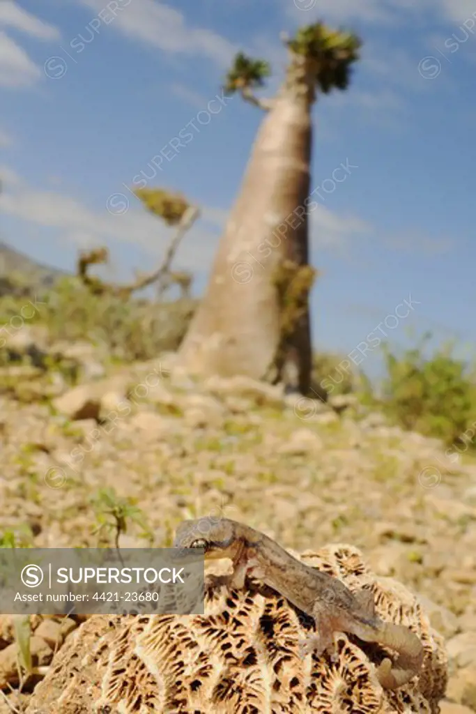 Socotran Gecko (Haemodracon trachyrhinus) adult, in habitat with Desert-rose (Adenium obesum) in background, Socotra, Yemen