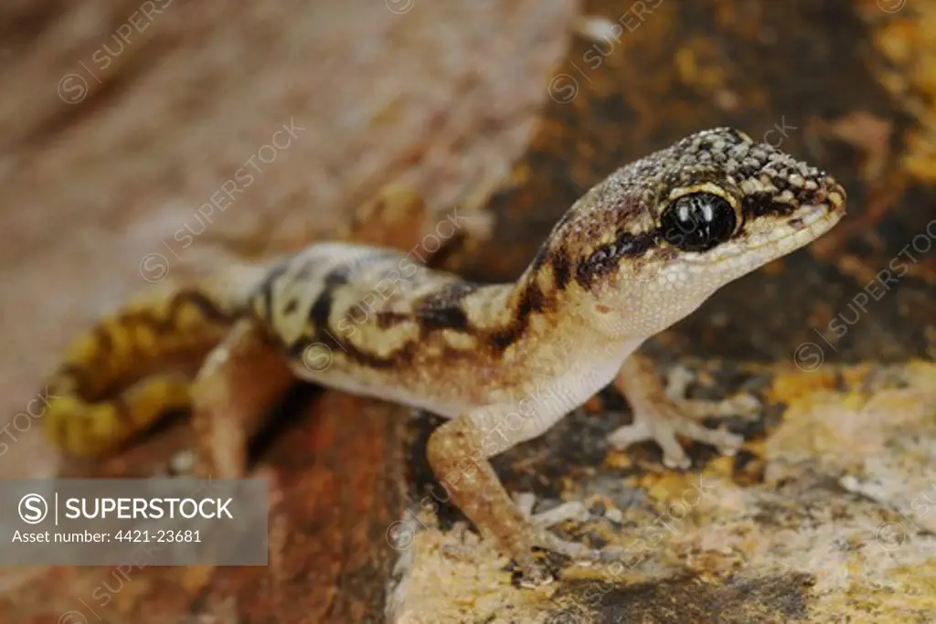 Socotran Gecko (Haemodracon trachyrhinus) adult, standing on rock, Socotra, Yemen, march