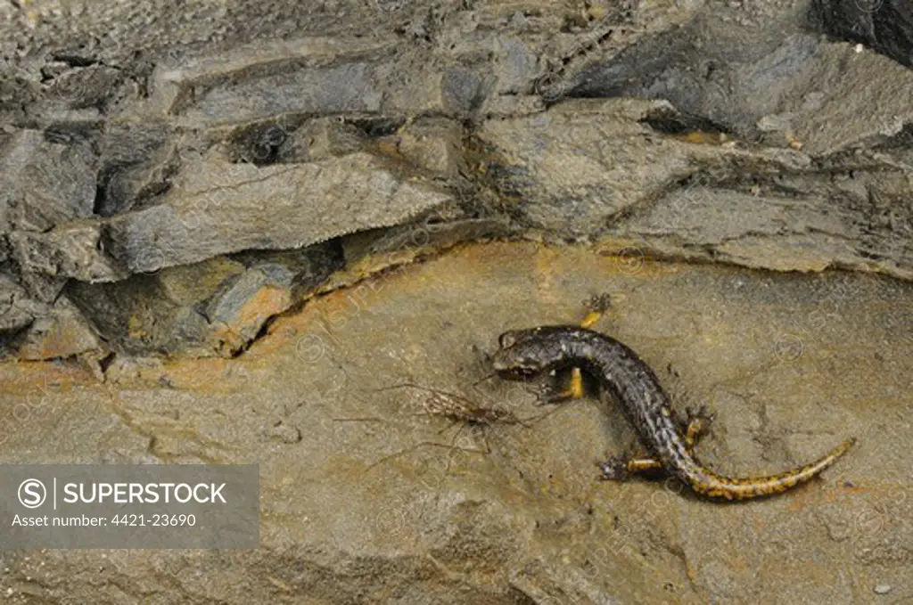 Strinati's Cave Salamander (Speleomantes strinatii) young, feeding on cave mosquito in cave, Italy, june