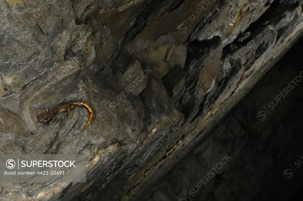Strinati's Cave Salamander (Speleomantes strinatii) adult, resting on rocks in cave habitat, Italy, june