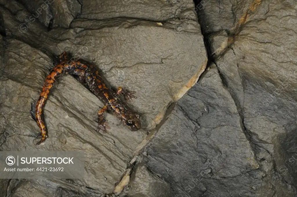 Strinati's Cave Salamander (Speleomantes strinatii) adult, resting on rocks in cave, Italy, june