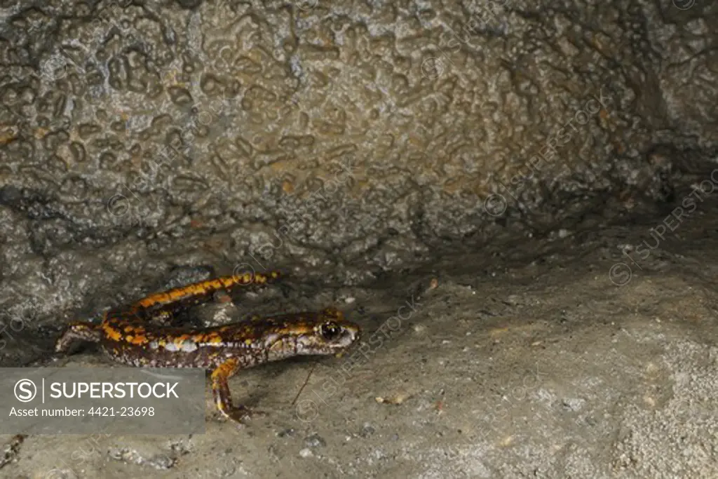Strinati's Cave Salamander (Speleomantes strinatii) adult, standing on wet rock in cave, Italy, june