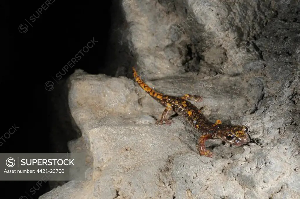 Strinati's Cave Salamander (Speleomantes strinatii) adult, emerging from darkness at entrance of cave, Italy, july