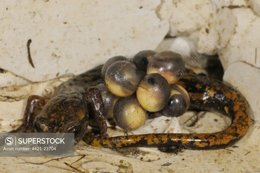 Strinati's Cave Salamander (Speleomantes strinatii) adult female, guarding eggs during development, embryos with visible eyes, Italy, july