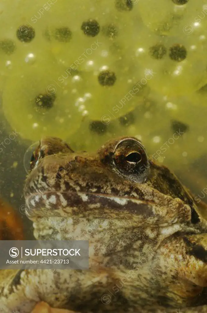 Italian Agile Frog (Rana latastei) adult female, close-up of head, with eggs underwater, Italy