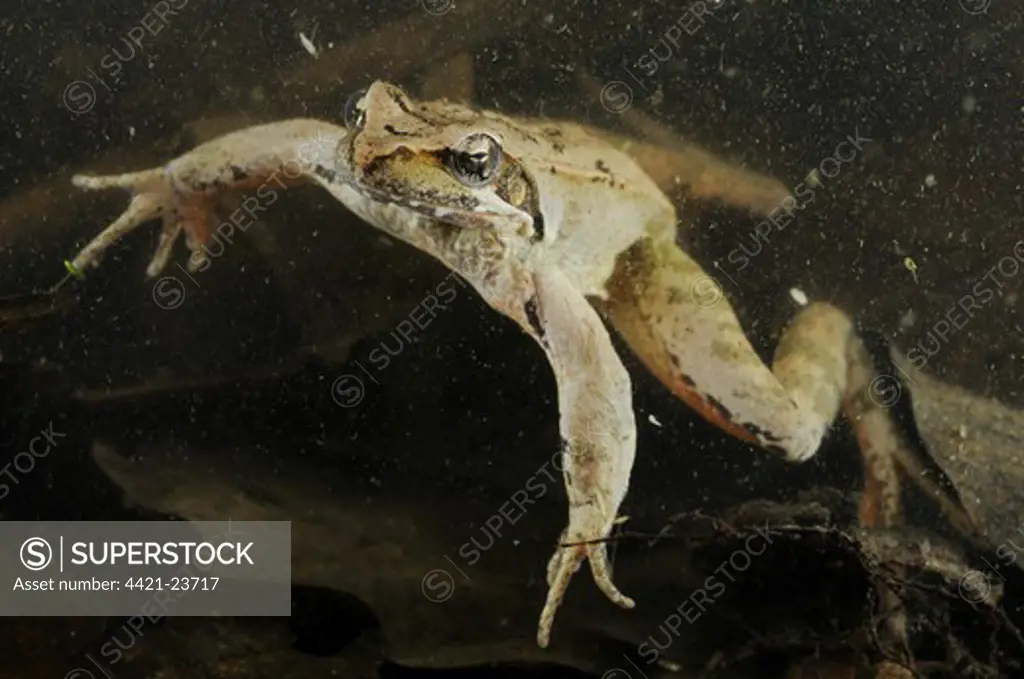 Italian Agile Frog (Rana latastei) adult, swimming underwater in pond, Po Plain, Italy, april