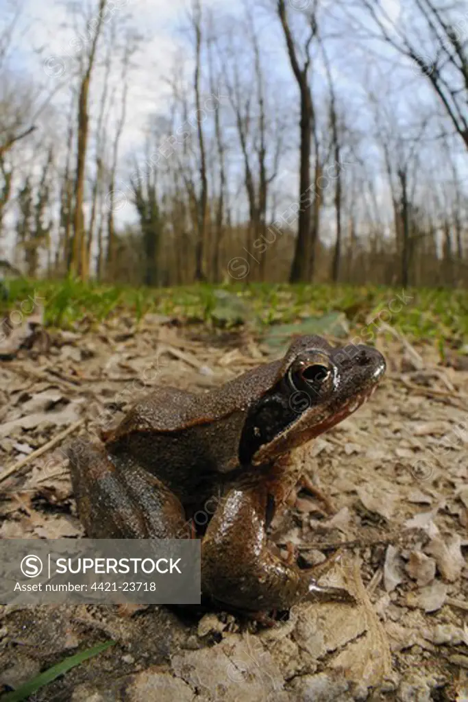 Italian Agile Frog (Rana latastei) adult, sitting on floor of woodland habitat, Italy, march