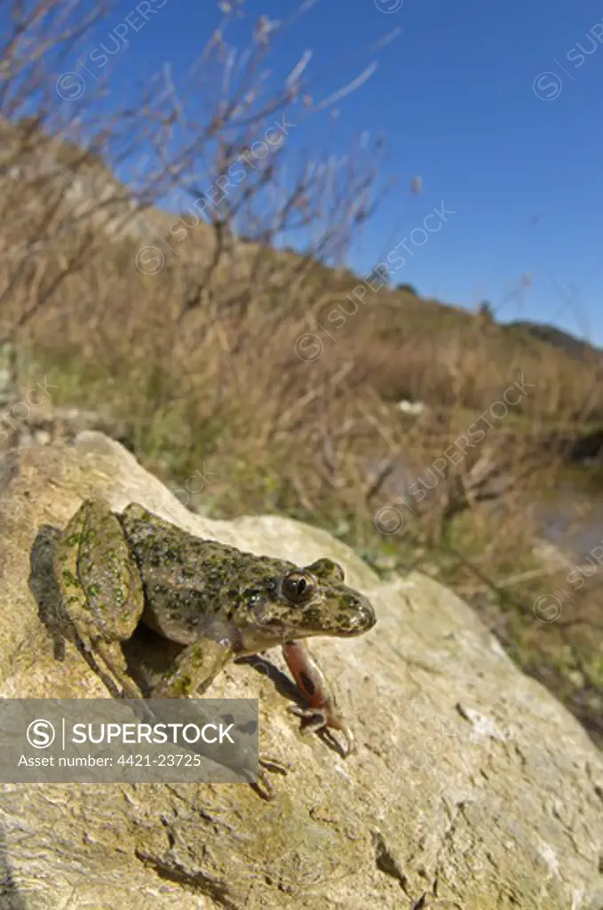 Common Parsley Frog (Pelodytes punctatus) adult male, sitting on rock in habitat, Italy