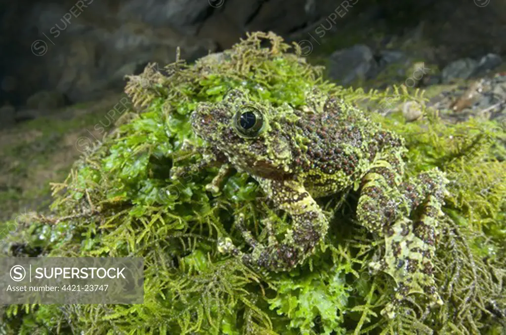 Mossy Frog (Theloderma corticale) adult, camouflaged on moss, North Vietnam