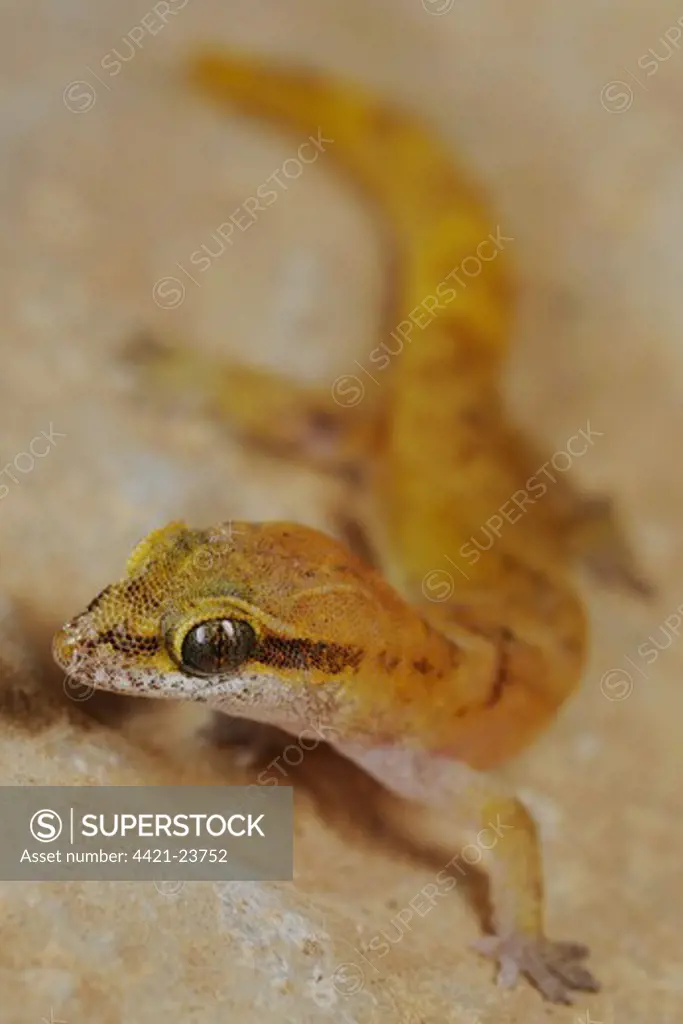 Pygmy Leaf-toed Gecko (Hemidactylus pumilio) adult, standing on rock, Socotra, Yemen