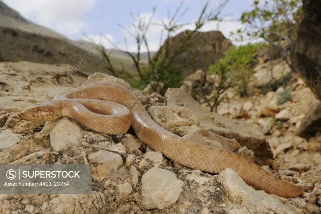 Gunther's Racer (Ditypophis vivax) adult, resting on rocks in habitat, Socotra, Yemen, january