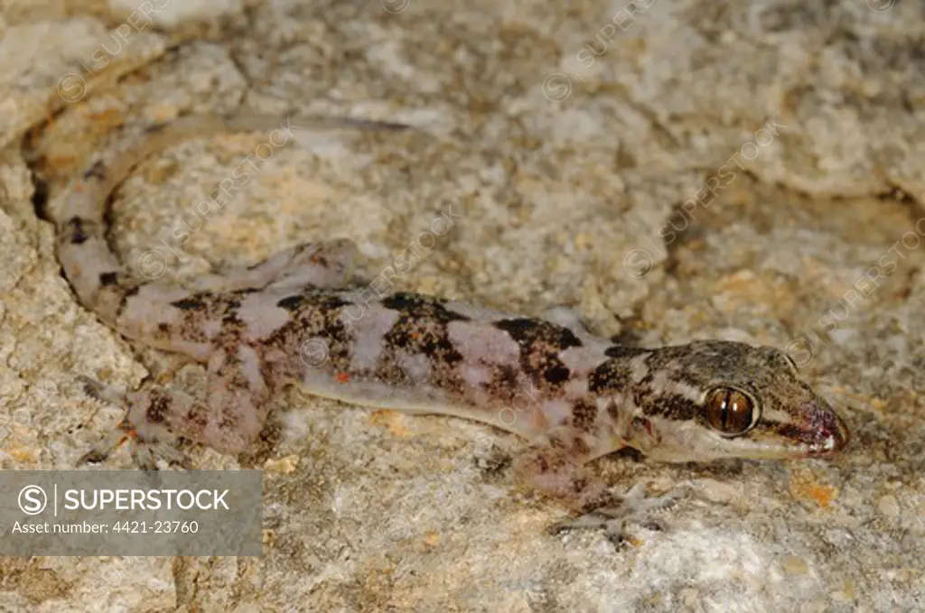 Grant's Leaf-toed Gecko (Hemidactylus granti) adult, camouflaged on rock, Socotra, Yemen, march