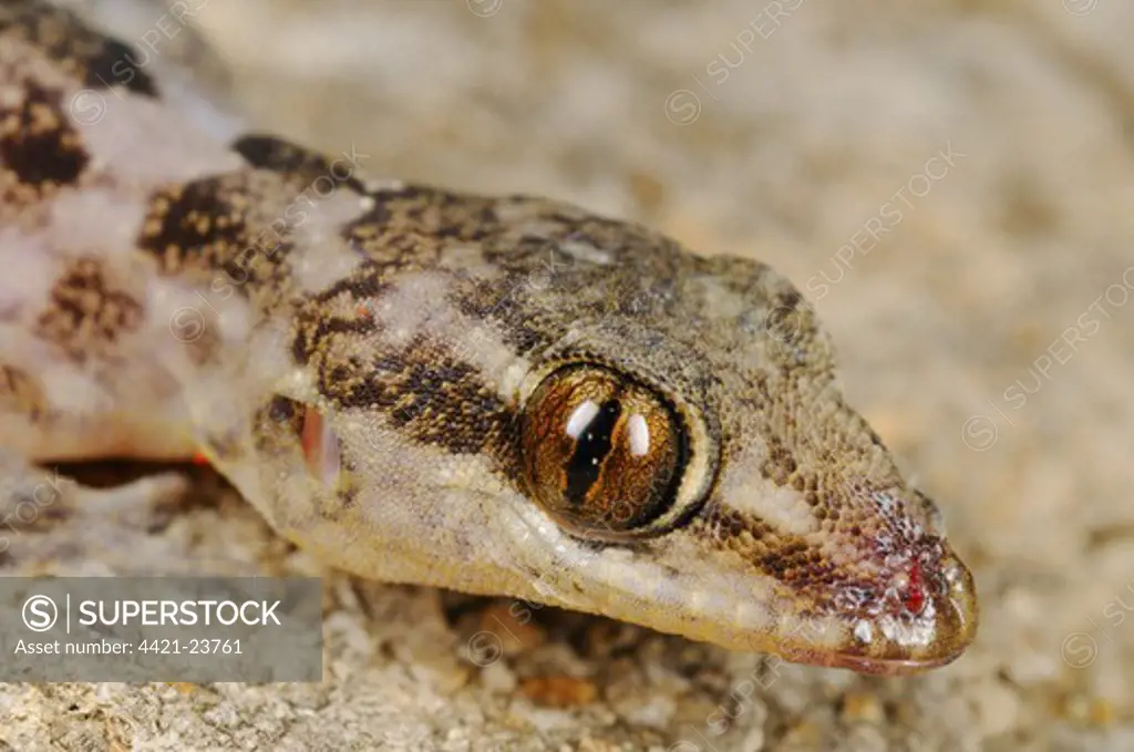 Grant's Leaf-toed Gecko (Hemidactylus granti) adult, close-up of head, Socotra, Yemen, march