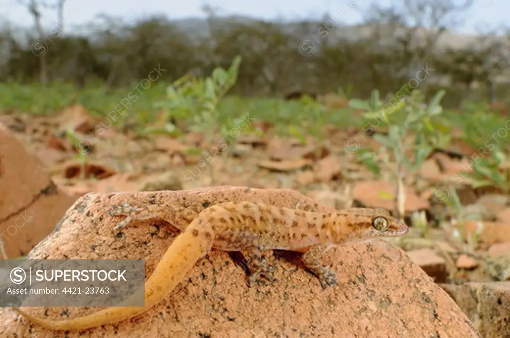 Arabian Leaf-toed Gecko (Hemidactylus homoeolepis) adult, resting on rock in habitat, Socotra, Yemen