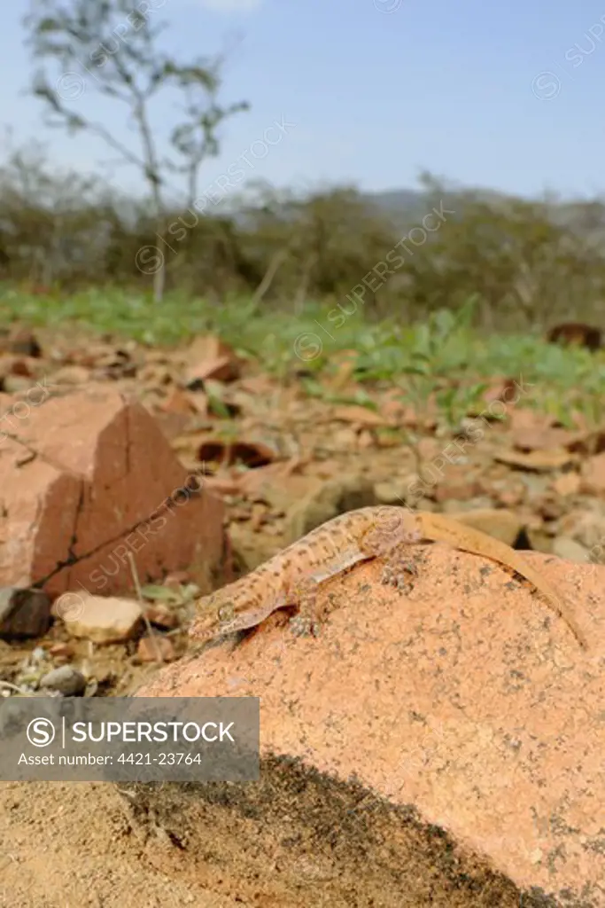 Arabian Leaf-toed Gecko (Hemidactylus homoeolepis) adult, resting on rock in habitat, Socotra, Yemen, january