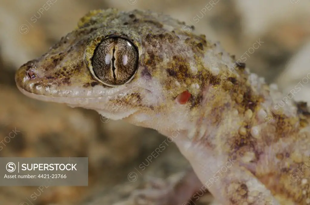 Socotran Leaf-toed Gecko (Hemidactylus inintellectus) adult, close-up of head, Socotra, Yemen, march