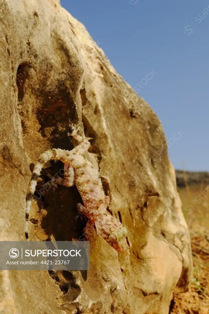 Socotran Leaf-toed Gecko (Hemidactylus inintellectus) adult, on rock in desert, Socotra, Yemen, march