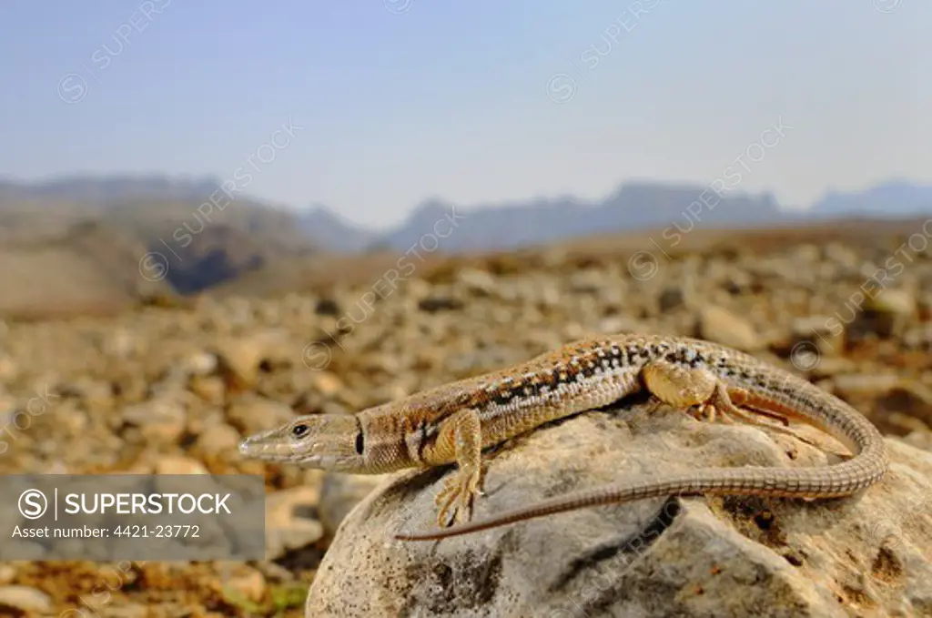 Socotran Wall Lizard (Mesalina balfouri) adult, resting on rock in desert habitat, Socotra, Yemen, march