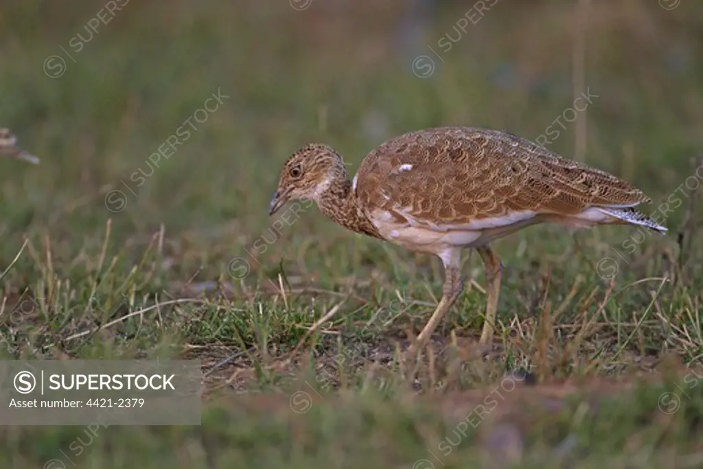 Little Bustard (Tetrax tetrax) adult male, non-breeding plumage, moulting, foraging, Northern Spain, september