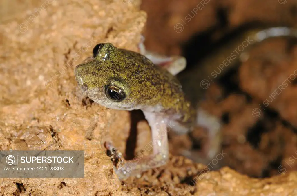 Supramontane Cave Salamander (Speleomantes supramontis) adult, climbing over rocks in cave, Sardinia, Italy