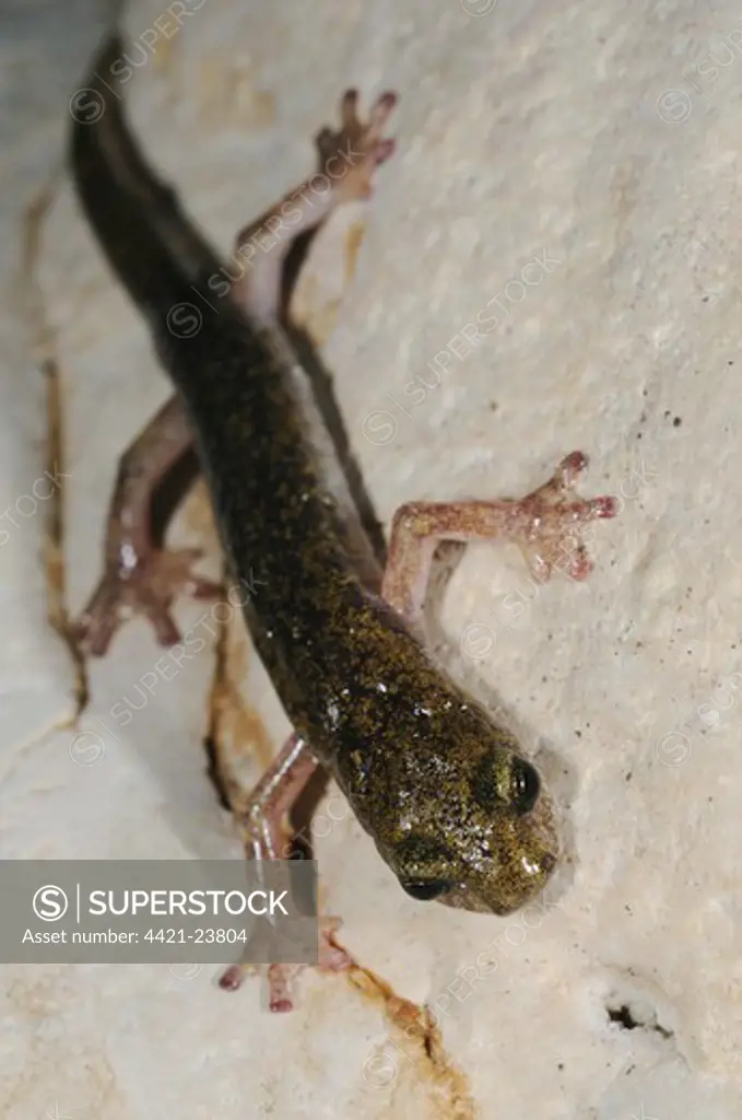 Supramontane Cave Salamander (Speleomantes supramontis) adult, clinging to rock in cave, Sardinia, Italy