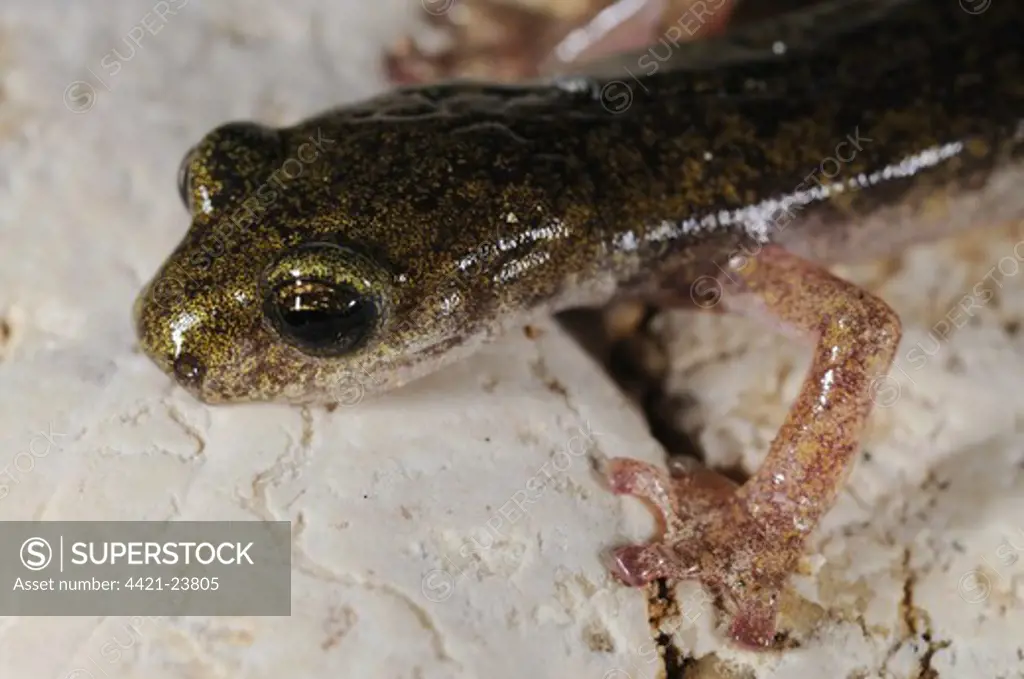 Supramontane Cave Salamander (Speleomantes supramontis) adult, close-up of head, on rock in cave, Sardinia, Italy
