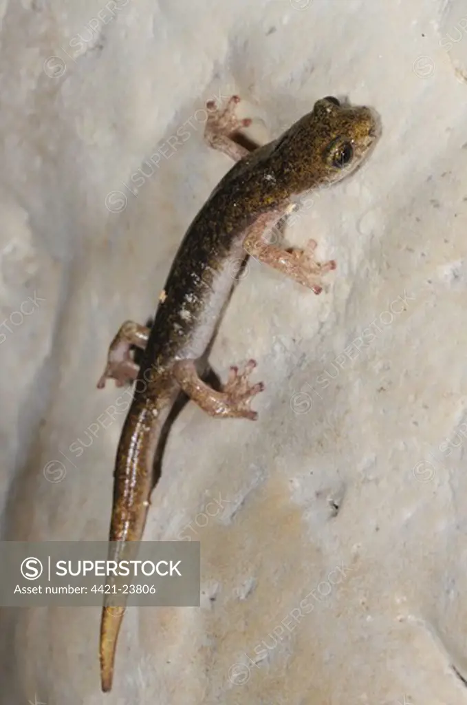 Supramontane Cave Salamander (Speleomantes supramontis) adult, on rock in cave, Sardinia, Italy