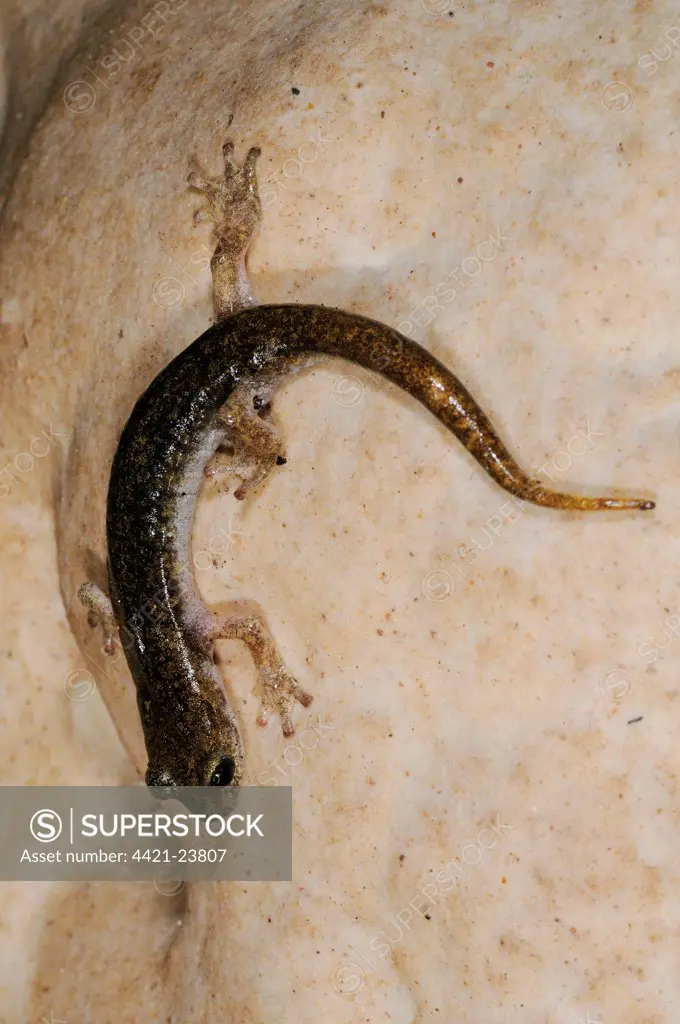 Supramontane Cave Salamander (Speleomantes supramontis) adult, on rock in cave, Sardinia, Italy, june