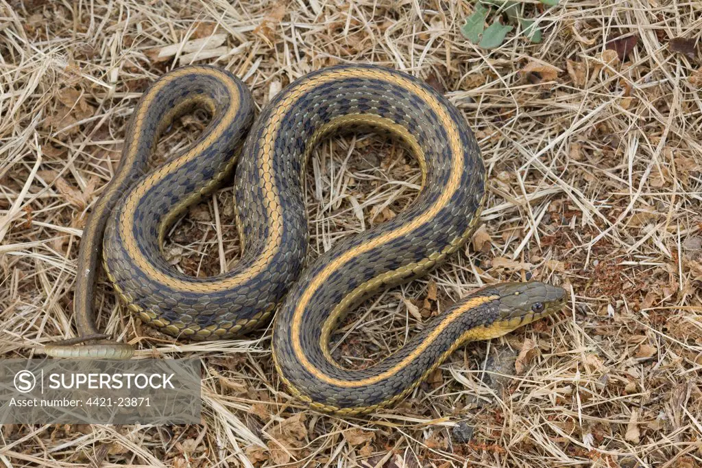 Pacific Coast Aquatic Garter Snake (Thamnophis atratus atratus) adult, Point Reyes, California, U.S.A.