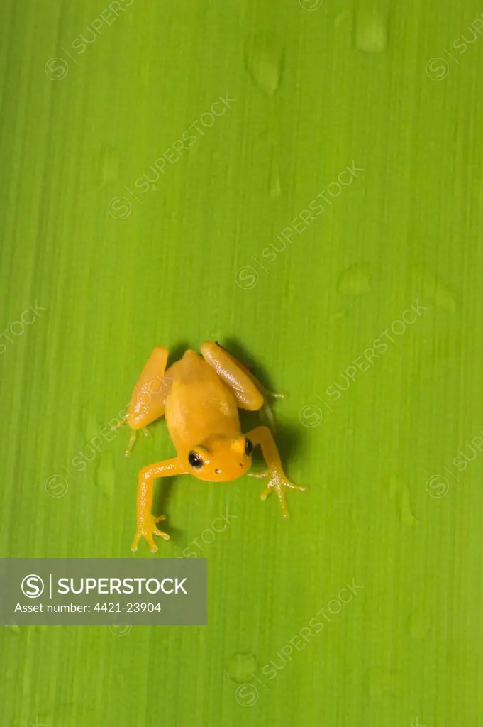 Golden Poison Dart Frog (Colostethus beebei) adult, on Giant Tank Bromeliad (Brocchinia micrantha), Kaieteur Falls, Kaieteur N.P., Guyana