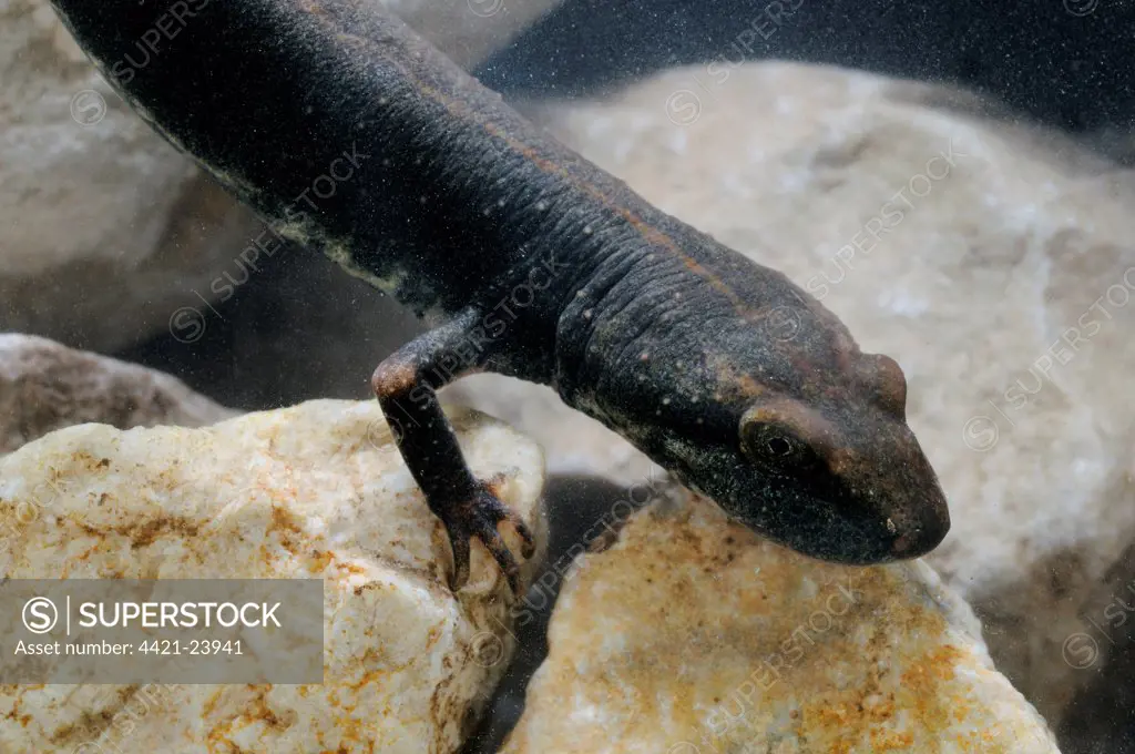 Sardinian Brook Salamander (Euproctus platycephalus) adult, close-up of head, on stones underwater, Sardinia, Italy