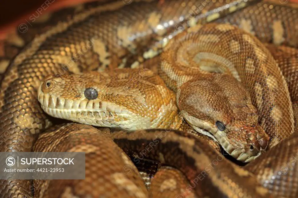 Bredl's Carpet Python (Morelia bredli) two adults, close-up of heads, coiled together, Outback, Northern Territory, Australia