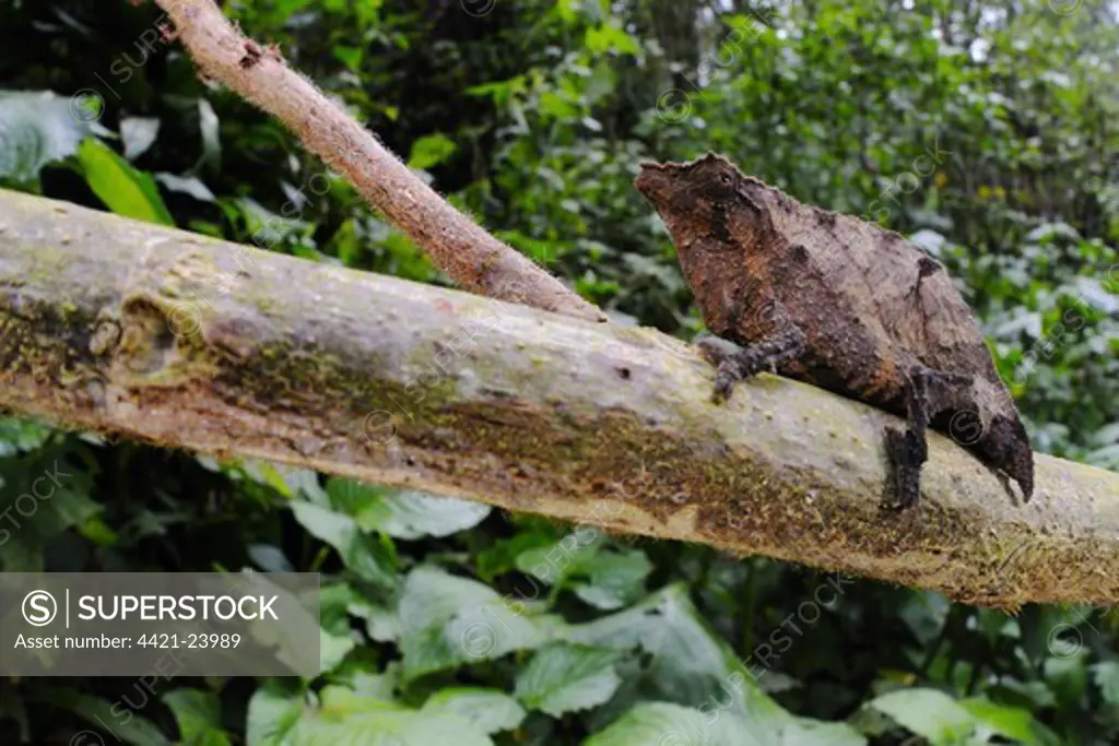Boulenger's Pygmy Chameleon (Rhampholeon boulengeri) adult, on branch in montane rainforest, Nyungwe Forest N.P., Rwanda