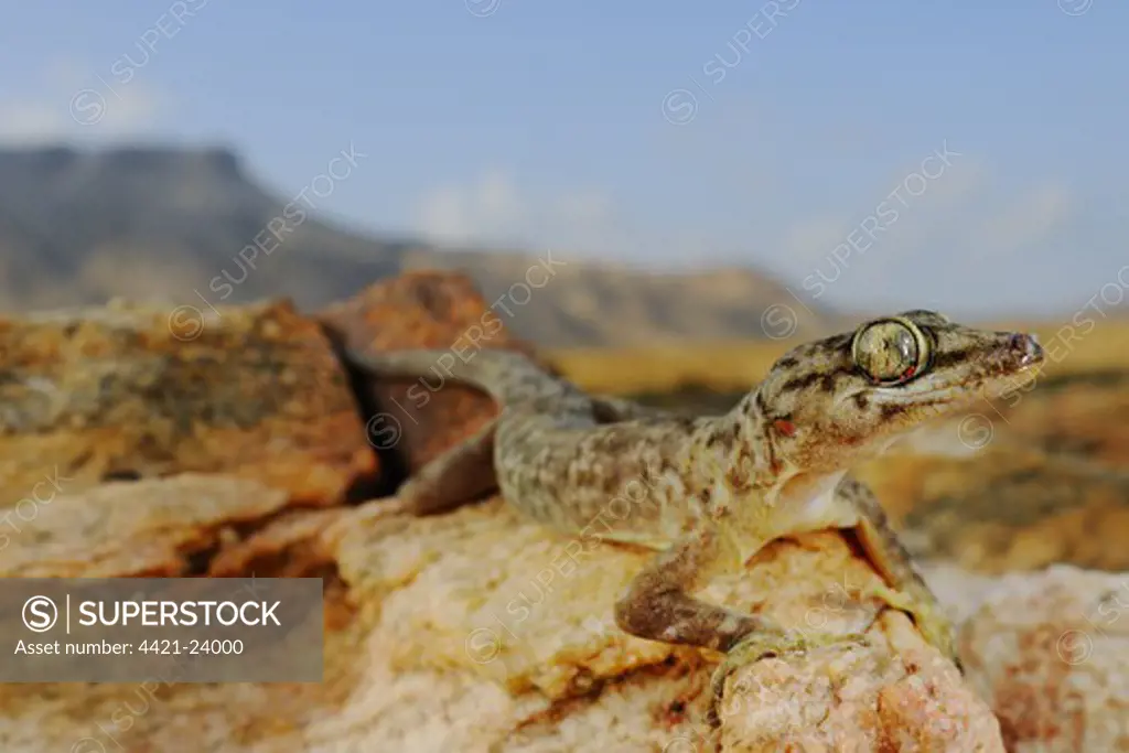 Socotra Leaf-toed Gecko (Hemidactylus forbesii) adult, standing on rocks in desert habitat, Abd el-Kuri Island, Socotra, Yemen, april