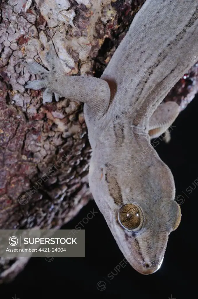 Dragon-blood Tree's Gecko (Hemidactylus dracaenacolus) adult, close-up of head and front leg, on Dragon-blood Tree (Dracaena cinnabari) trunk, Socotra, Yemen, march