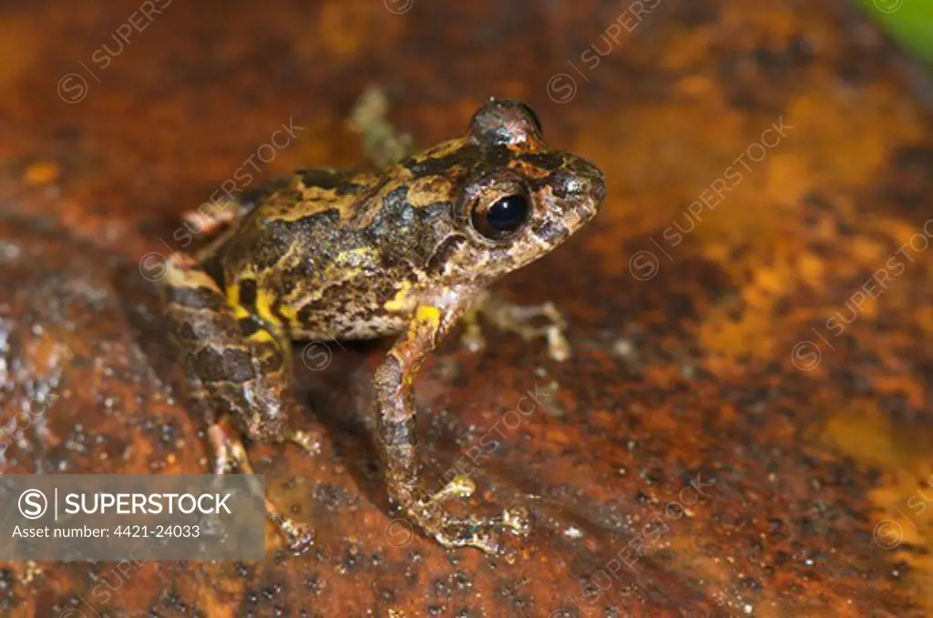 Santa Isabel Robber Frog (Pristimantis lindae) adult, very dark specimen, sitting on leaf litter, between Cusco and Manu N.P., Andes, Peru