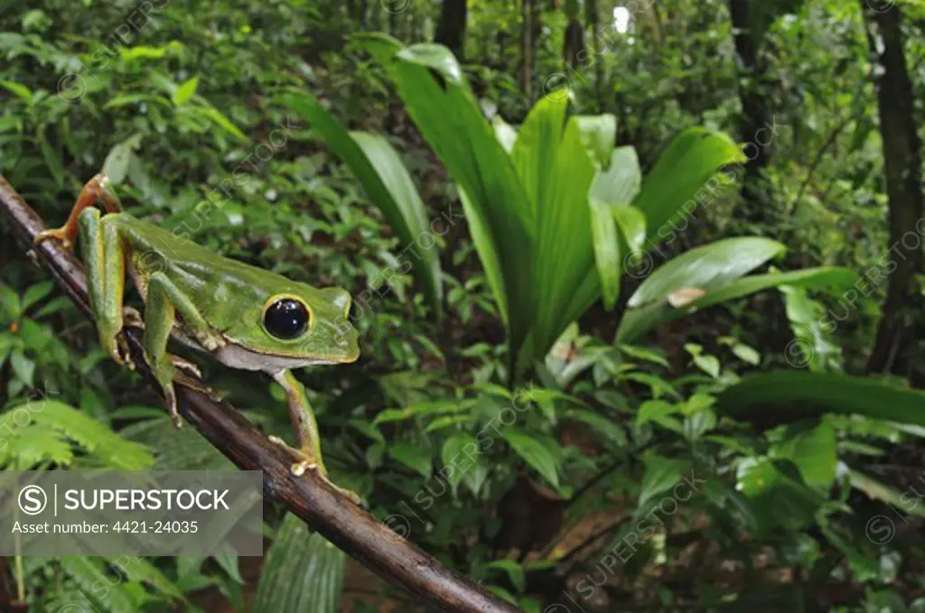 Black-eyed Monkey Treefrog (Phyllomedusa camba) adult male, climbing along branch in forest habitat, Los Amigos Biological Station, Madre de Dios, Amazonia, Peru
