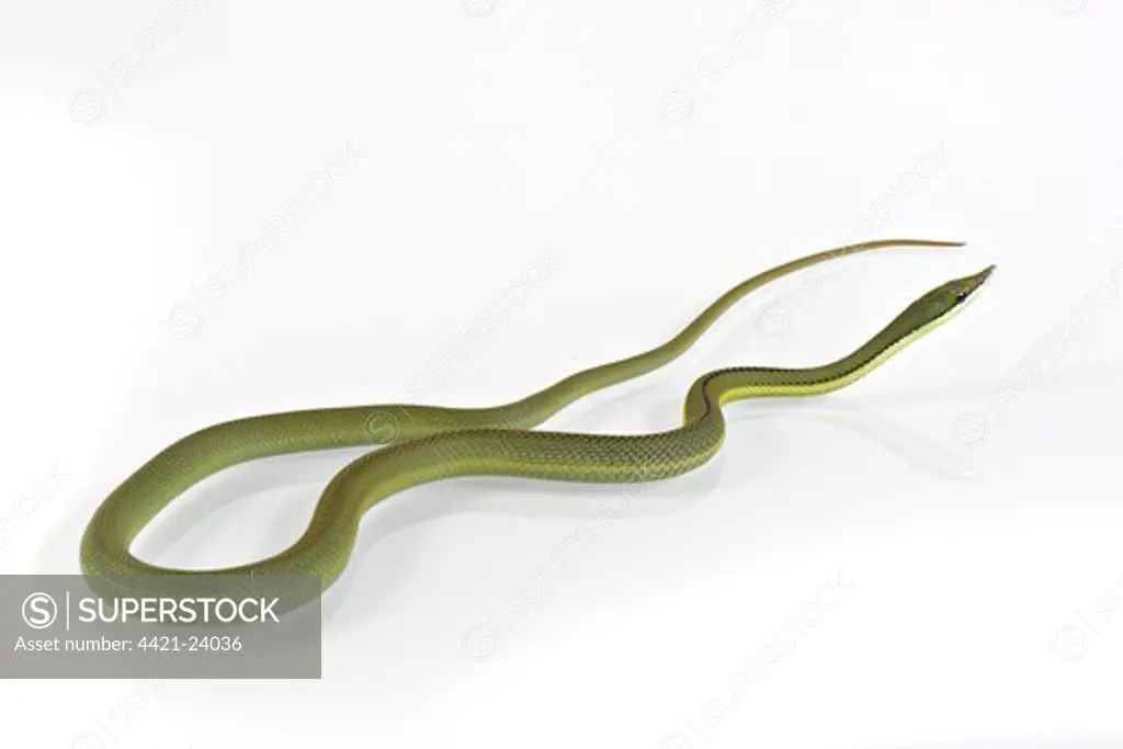 Argentine Long-nose Snake (Philodryas baroni) adult