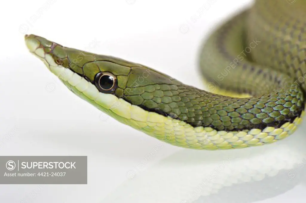Argentine Long-nose Snake (Philodryas baroni) adult, close-up of head