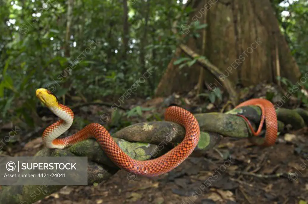 Yellow-headed Calico Snake (Oxyrhopus formosus) adult, climbing on liana in forest habitat, Los Amigos Biological Station, Madre de Dios, Amazonia, Peru