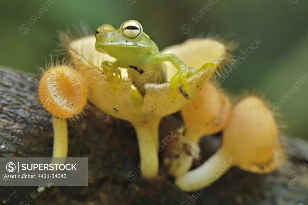 Gunther's Banded Treefrog (Hypsiboas fasciatus) subadult, emerging from cup-like mushroom, Los Amigos Biological Station, Madre de Dios, Amazonia, Peru